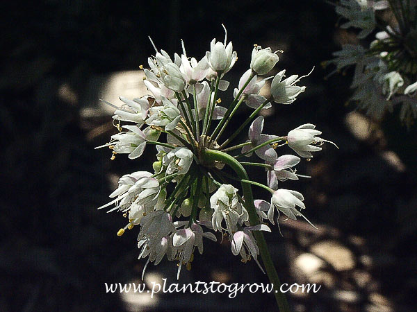 Nodding Onion (Allium cernuum) 
A close-up of the umbel nodding at the apical tip of the scape